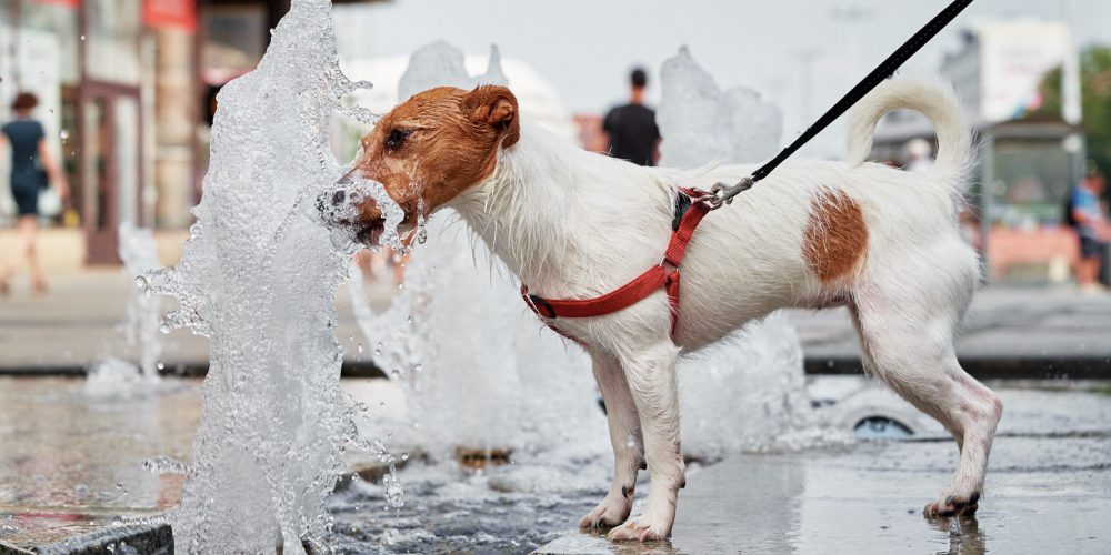 Dog drinks water from fountain in hot summer day. Aminal thirsty. Pet fun