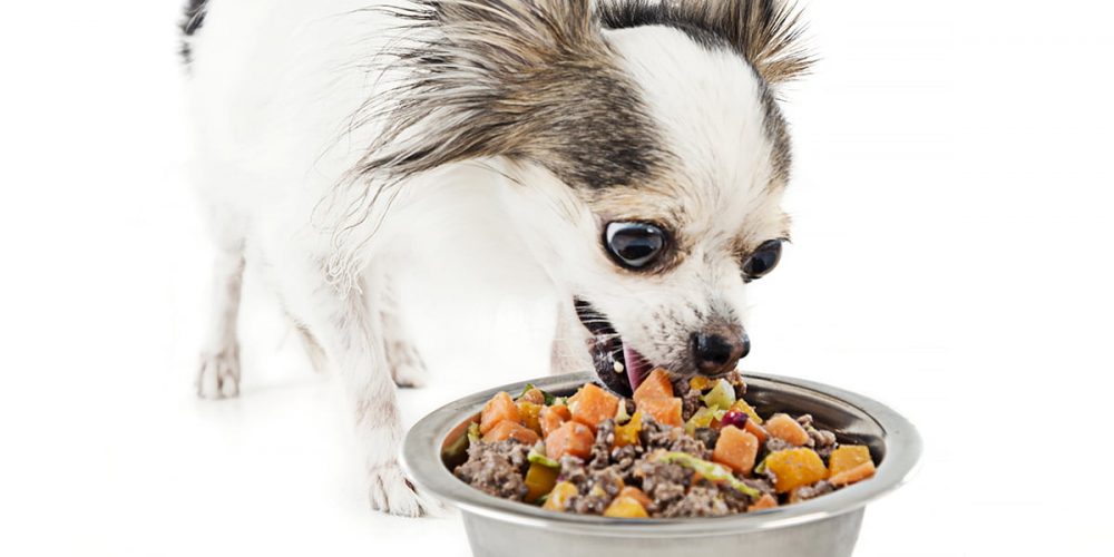 can adult dogs eat puppy food