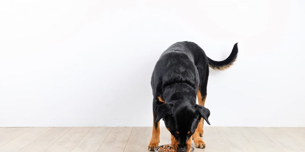 how to choose dog food