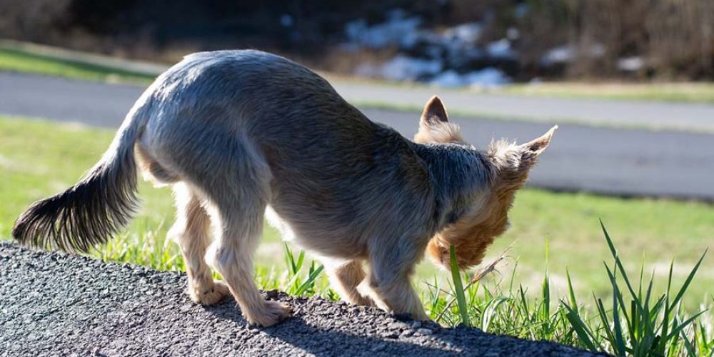 dog eating grass