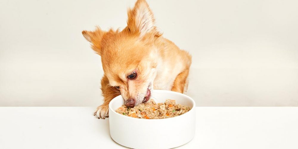 dog eating fresh food