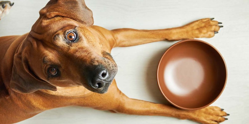 what does human grade mean brown dog with empty bowl looking up
