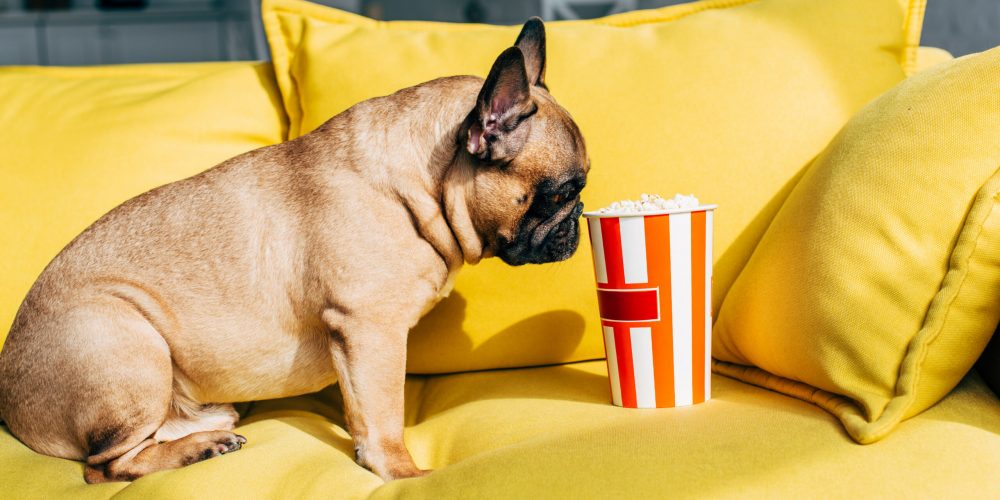 Can dogs eat popcorn?