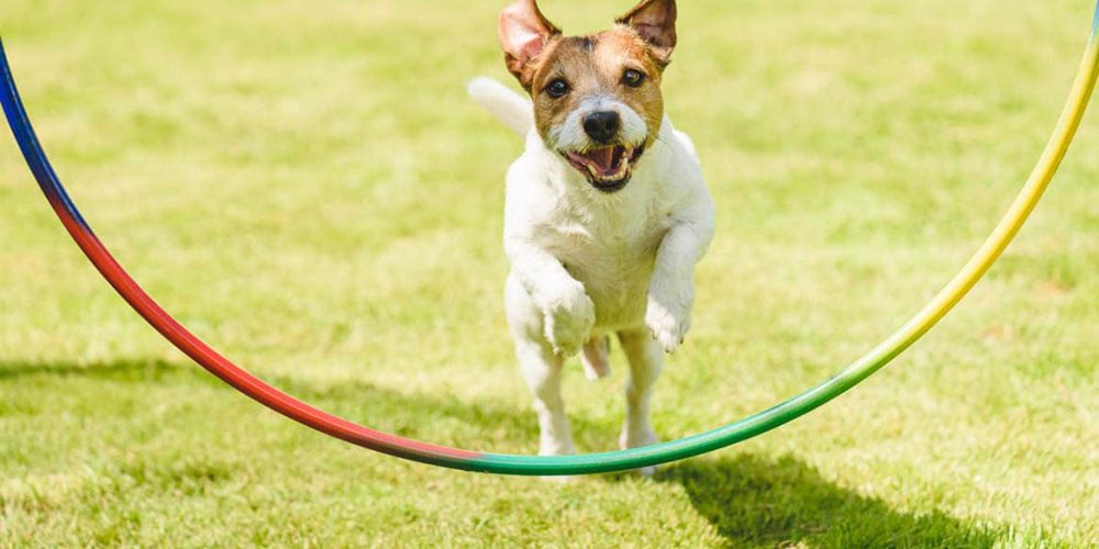 dog enrichment ideas