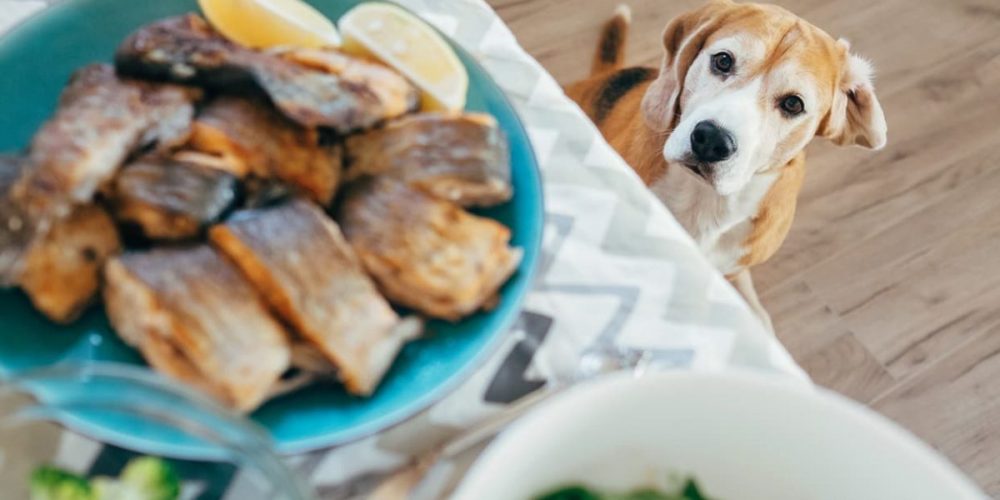 can dogs eat fish? a dog looks up at table of fish