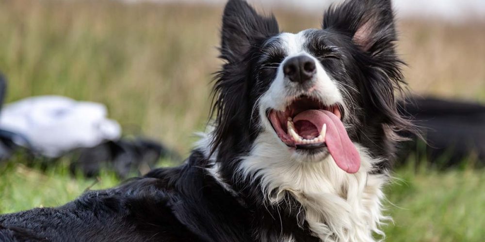 dog food for herding dogs