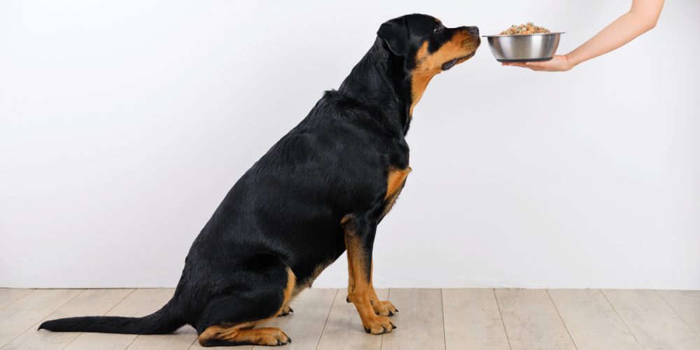 dog food for picky eaters