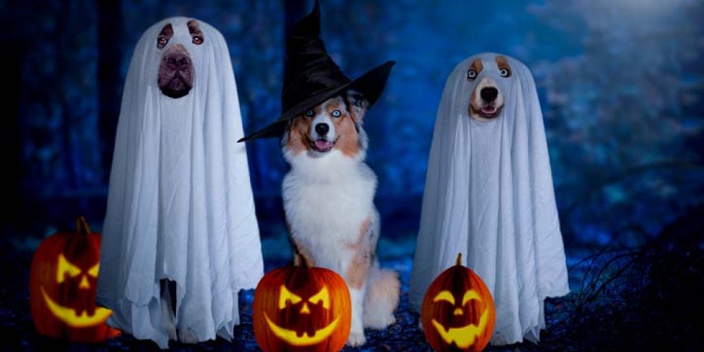 dog in halloween costumes