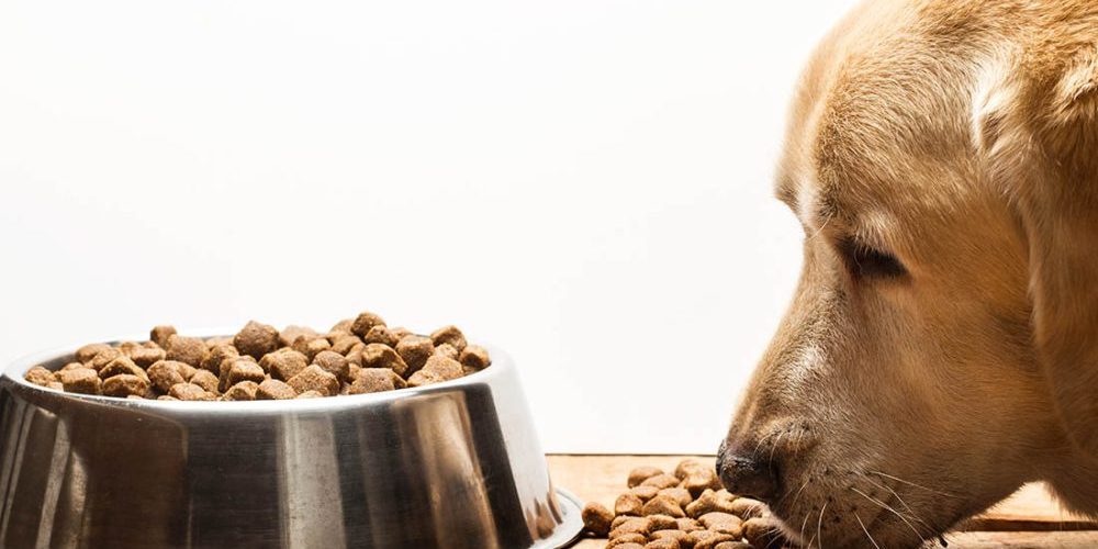 dog next to bowl of kibble