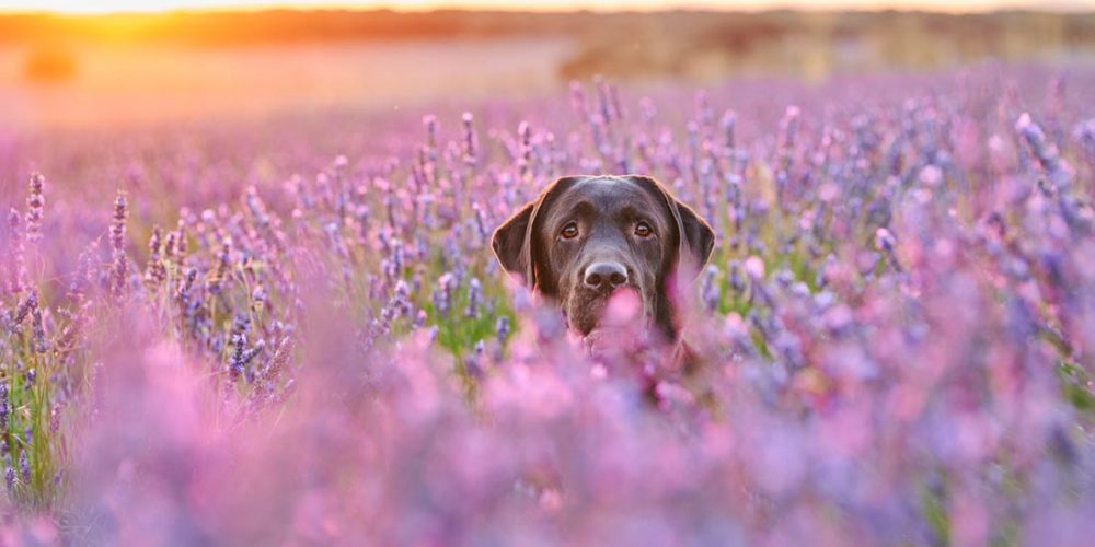 dog in lavender field