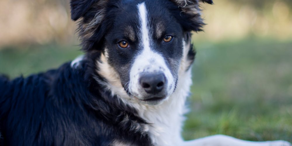 Smartest Dog Breeds Ranked by Intelligence