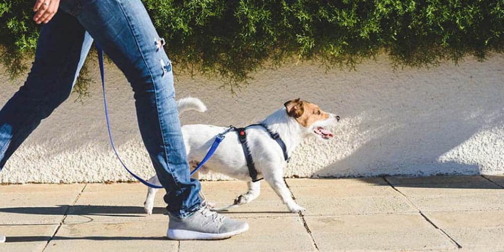 dog on a walk