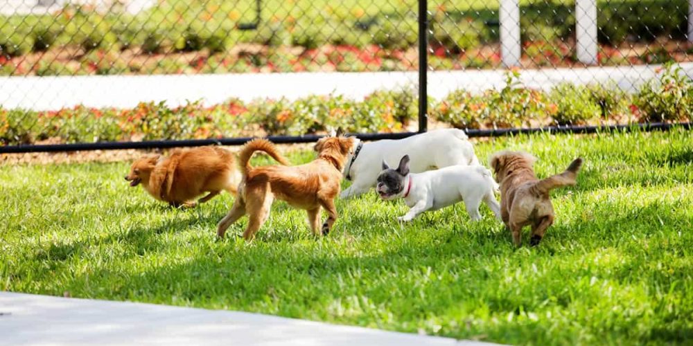 dogs playing in a park