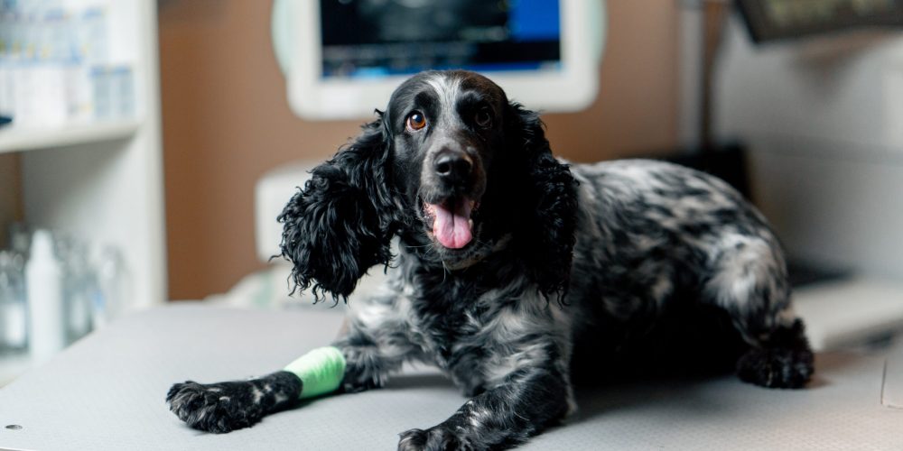 Understanding Osteosarcoma in Dogs