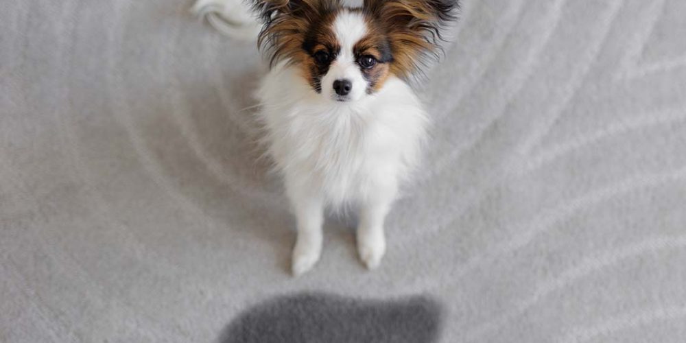 how to get dog pee out of the carpet