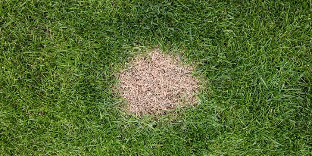 dog pee turning grass yellow