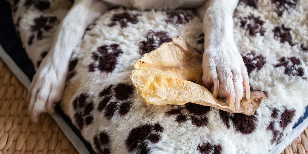 dog chewing on a rawhide