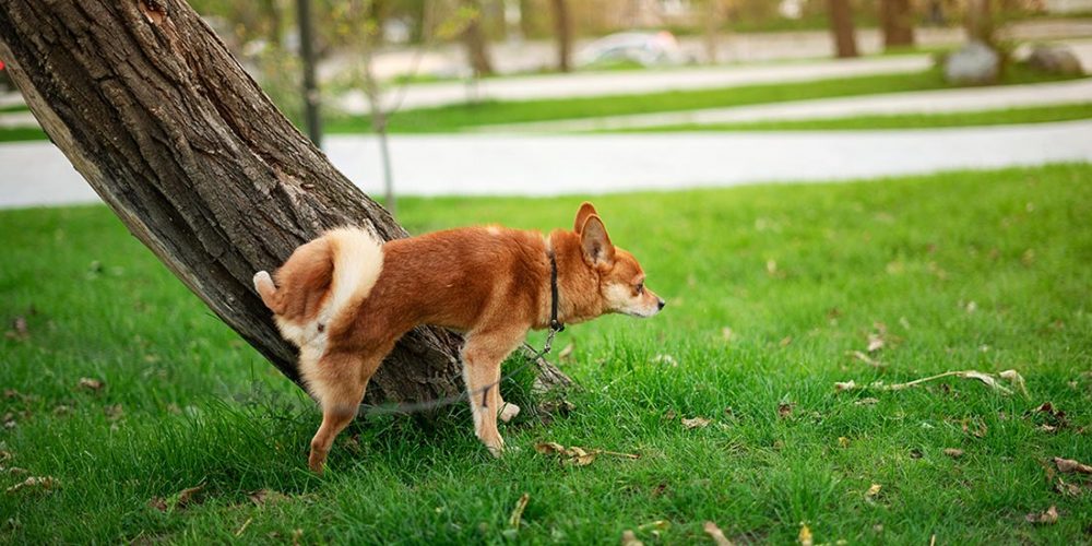 dog scent marking
