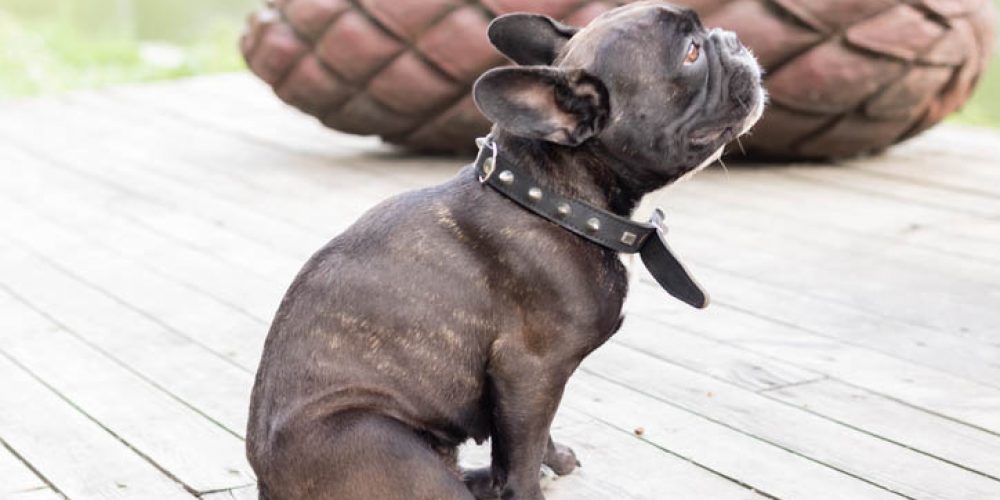 french bulldog scooting