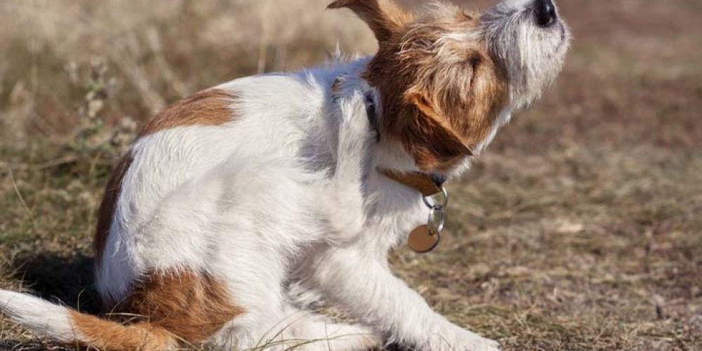 dog scratching