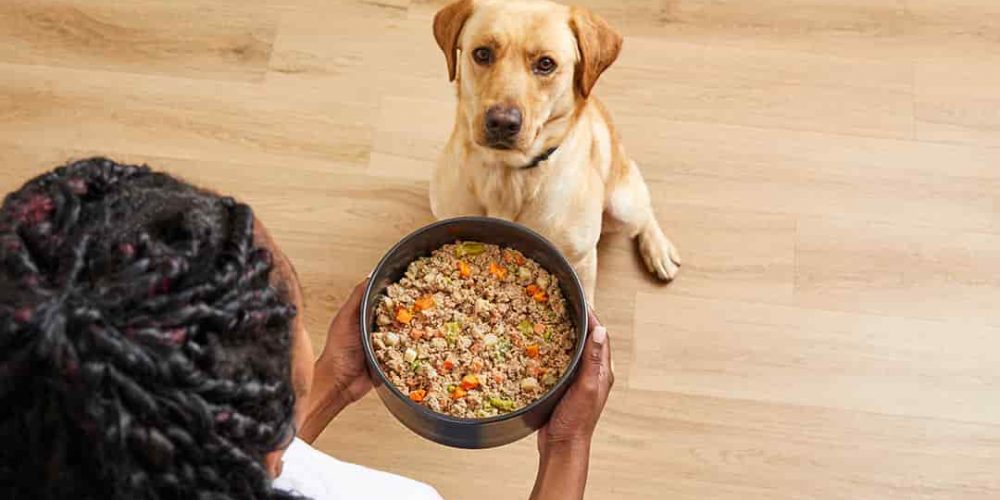 dog looking at bowl of food