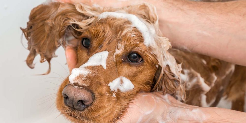 best dog shampoo for itchy skin