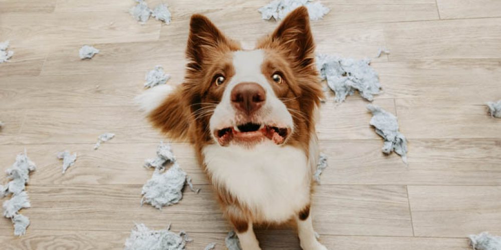 symptoms of separation anxiety in dogs