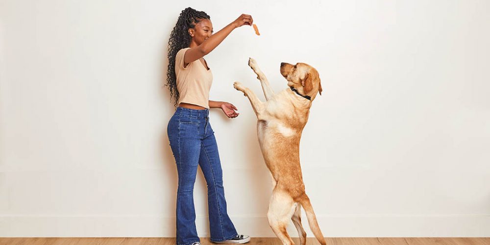 happy dog doing a trick