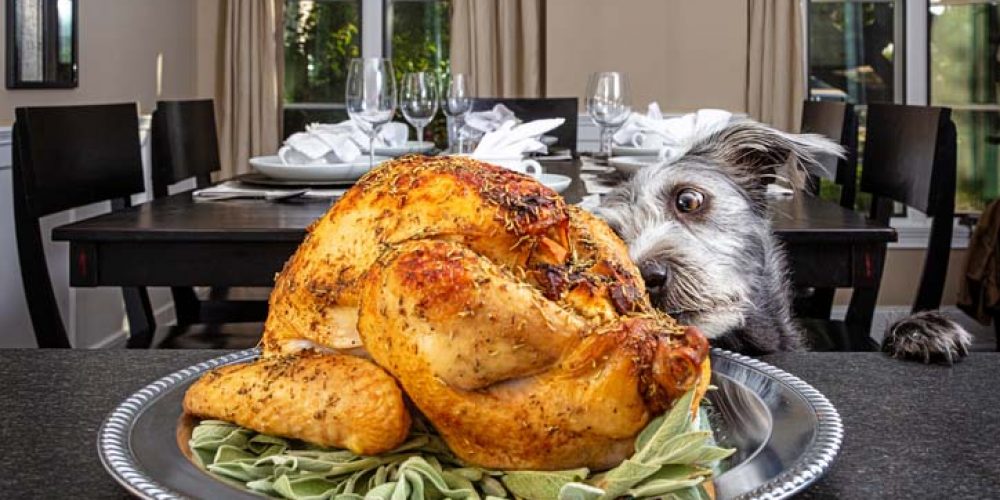 dog staring at turkey