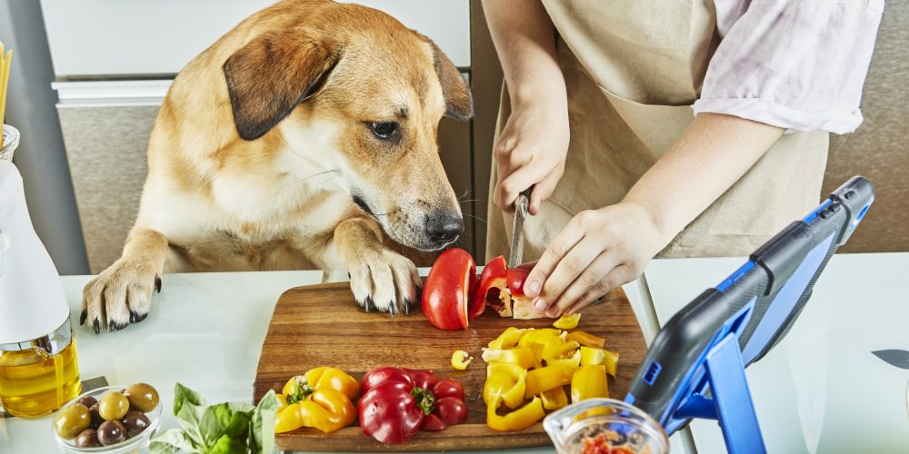 Teenager with dog is preparing an online, virtual master class and views a digital recipe on a touchscreen tablet while preparing healthy meal in the kitchen at home.