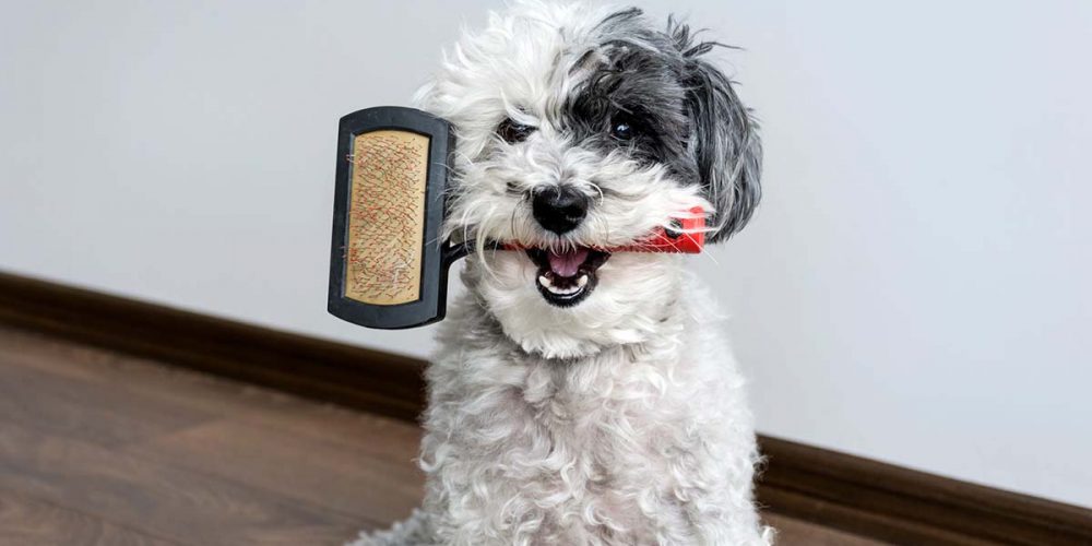 how to make a dogs coat shiny