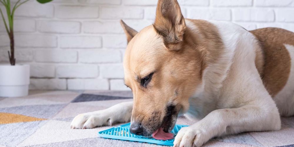 a dog eating food from a lick mat