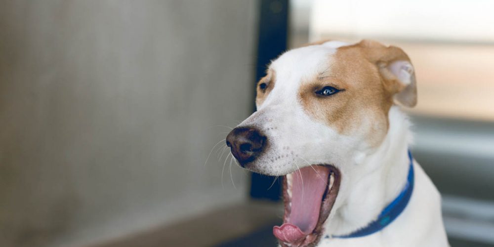 why do dogs yawn