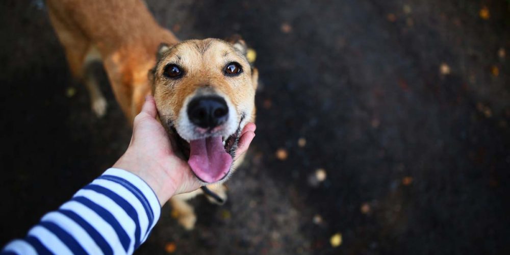 dog being petted. natural calming remedies for dogs