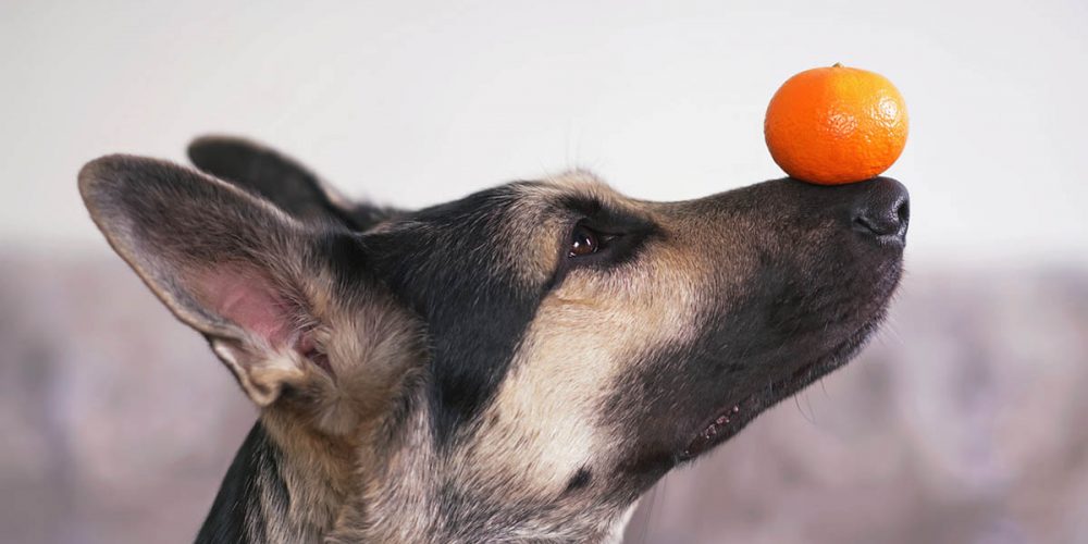 dogs and citrus. a dog balancing an orange on his snoot