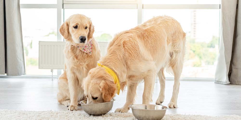 how to stop food aggression towards other dogs