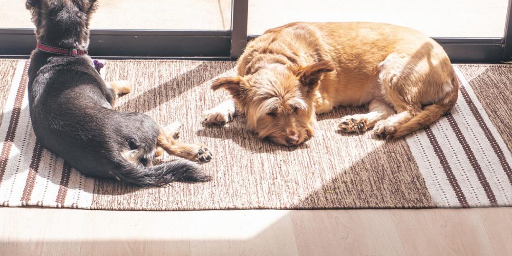 two dogs sunbathing