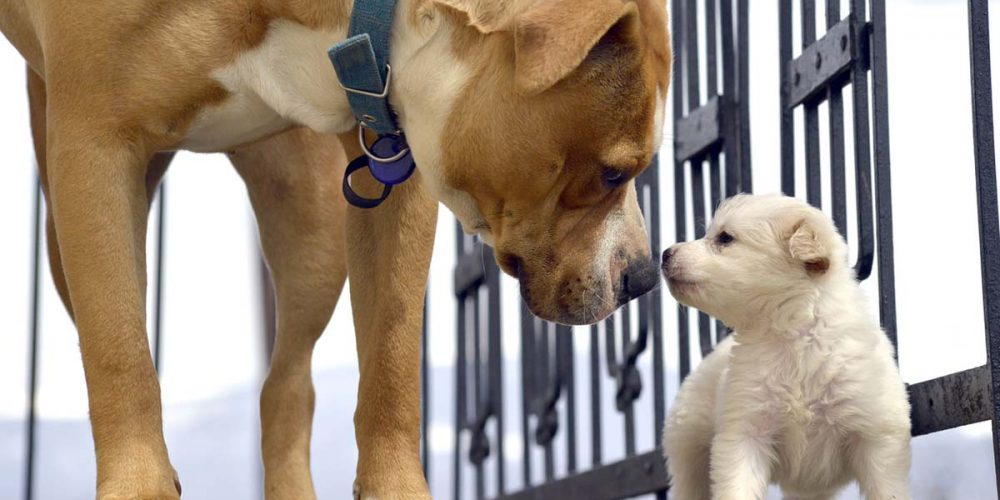 introducing a new dog to your home