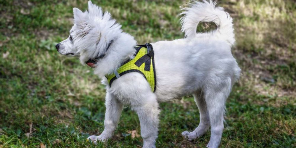 dogs with curly tails