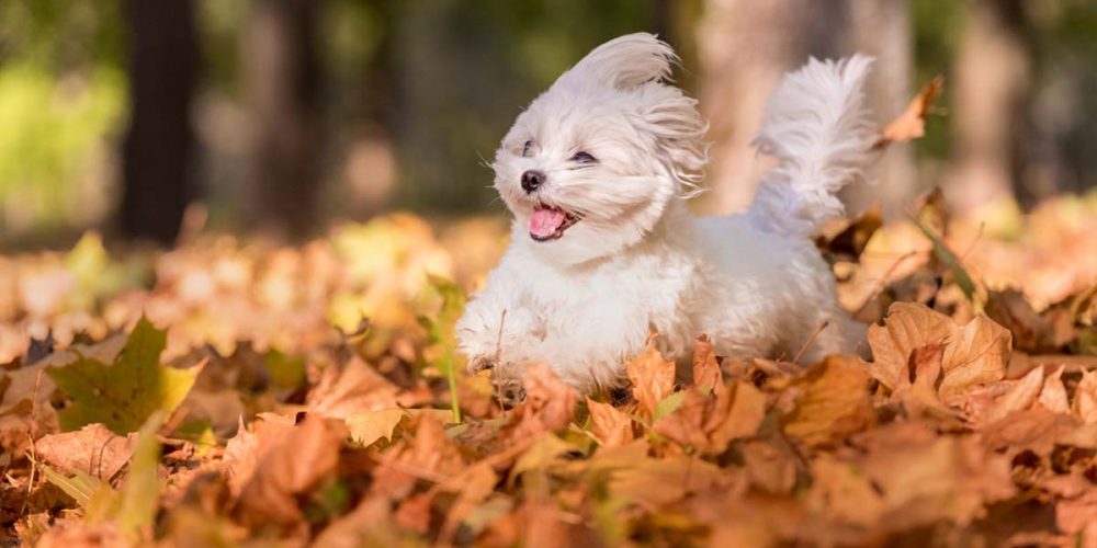 fall allergies in dogs
