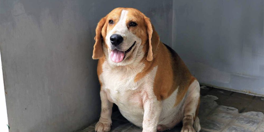 best food for overweight dogs. fat beagle