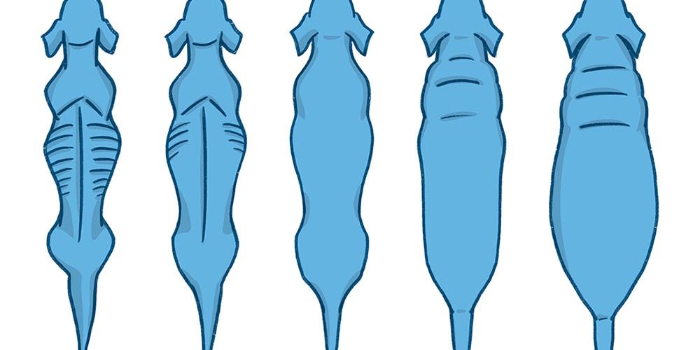 body condition score