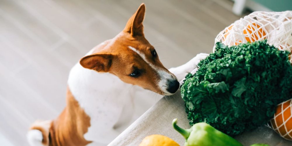 fiber superfoods for dogs
