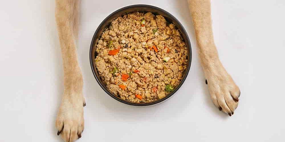 dog paws near bowl of fresh food