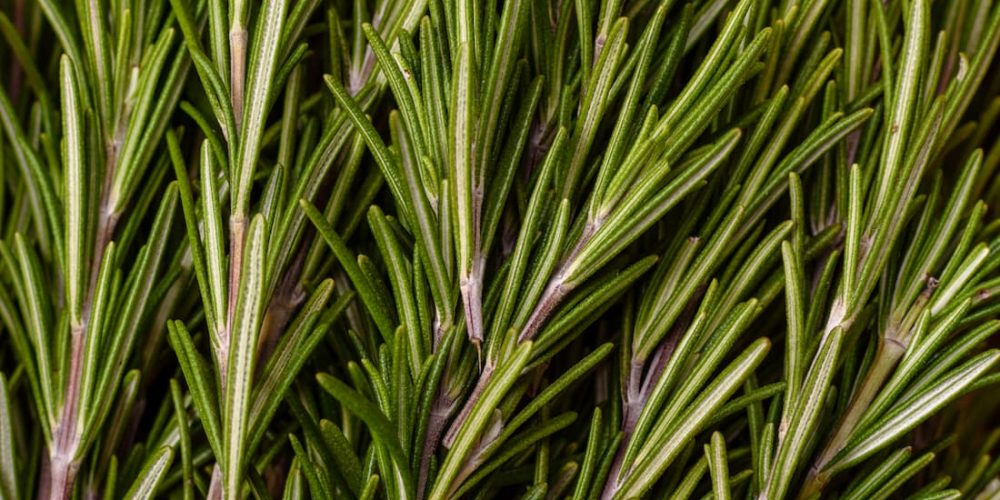 rosemary sprigs