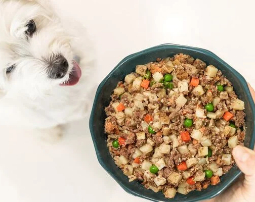 beef dog food begin served to white dog
