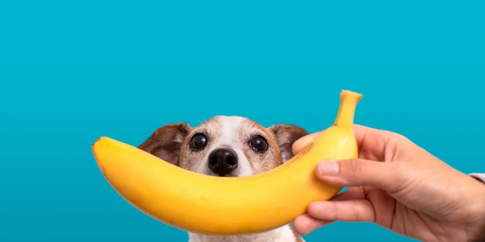 can dogs eat bananas