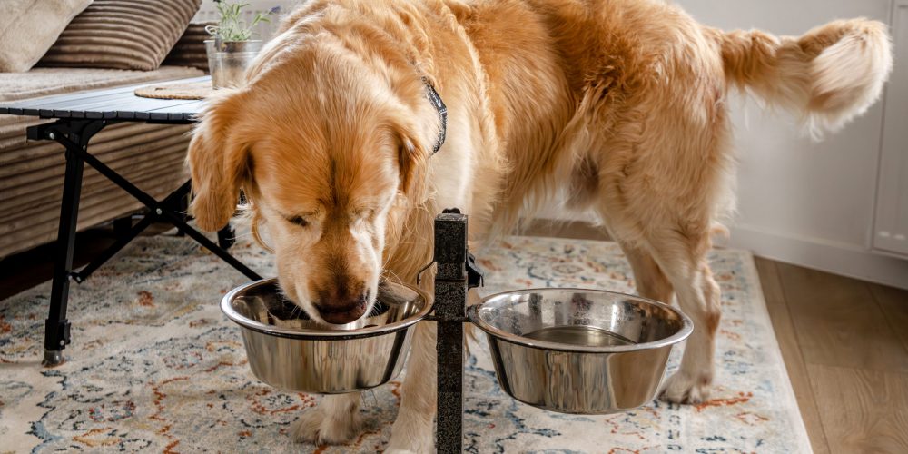 Golden retriever eats from elevated bowl