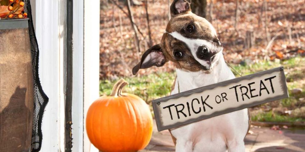 dog trick or treating