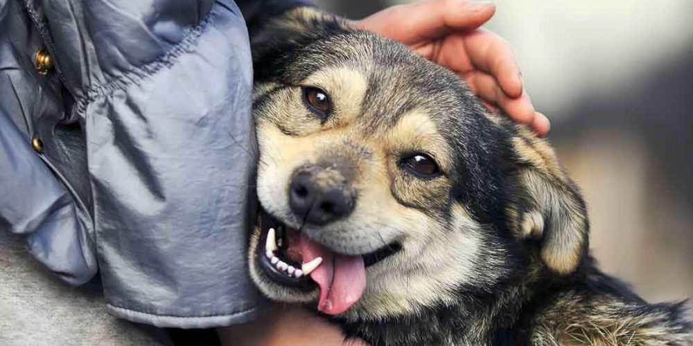 why is my dog so clingy velcro dog